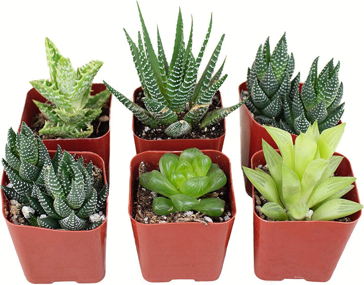 Assorted Mini Aloe &amp; Haworthia Collection