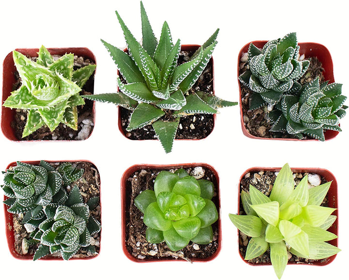 Assorted Mini Aloe &amp; Haworthia Collection