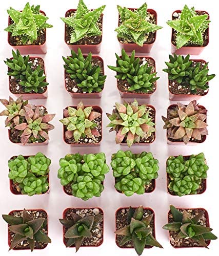 Assorted Mini Aloe &amp; Haworthia Collection