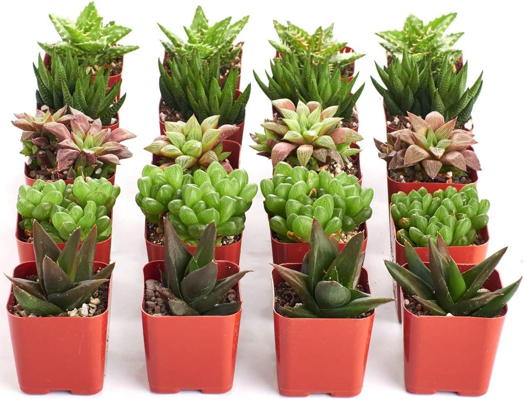 Assorted Mini Aloe &amp; Haworthia Collection