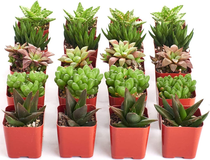 Assorted Mini Aloe &amp; Haworthia Collection