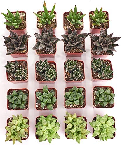 Assorted Mini Aloe &amp; Haworthia Collection