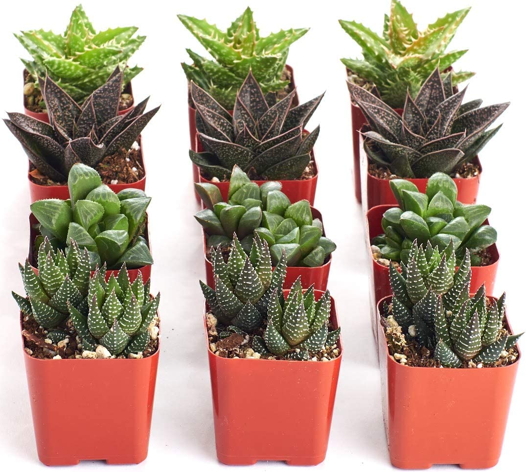 Assorted Mini Aloe &amp; Haworthia Collection