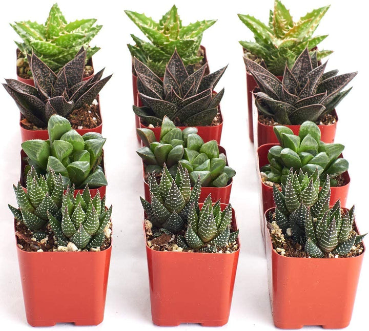 Assorted Mini Aloe &amp; Haworthia Collection
