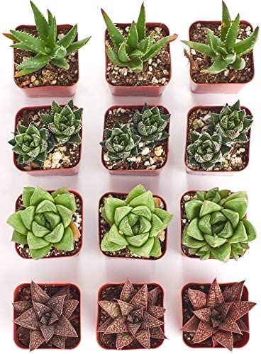 Assorted Mini Aloe &amp; Haworthia Collection