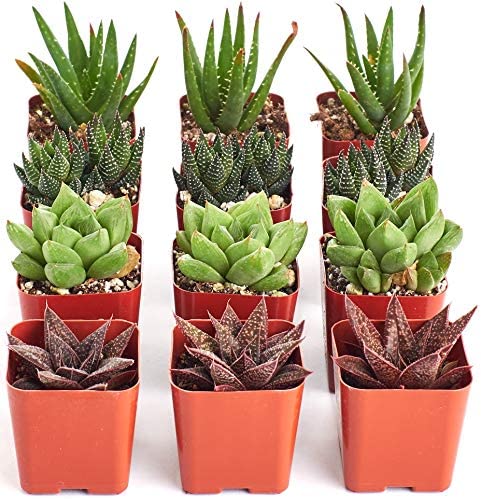 Assorted Mini Aloe &amp; Haworthia Collection