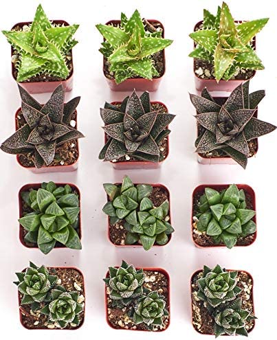 Assorted Mini Aloe &amp; Haworthia Collection