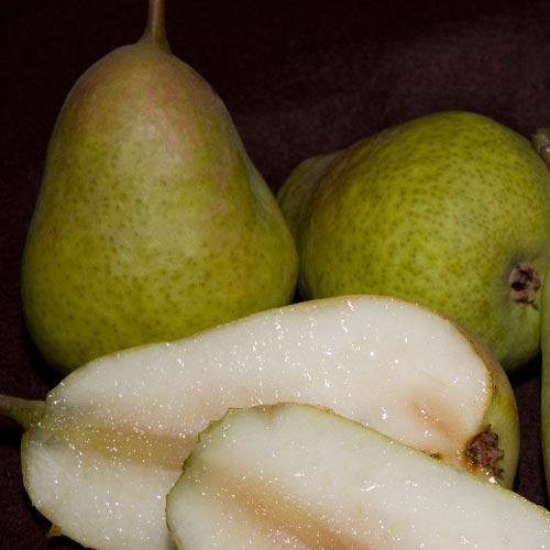 Disease Resistant Pears, 4 on 1 Multi Grafted Fruit Tree