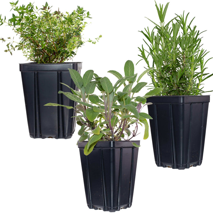 Fresh Garden Living herb collection featuring three potted plants: thyme, rosemary, and sage