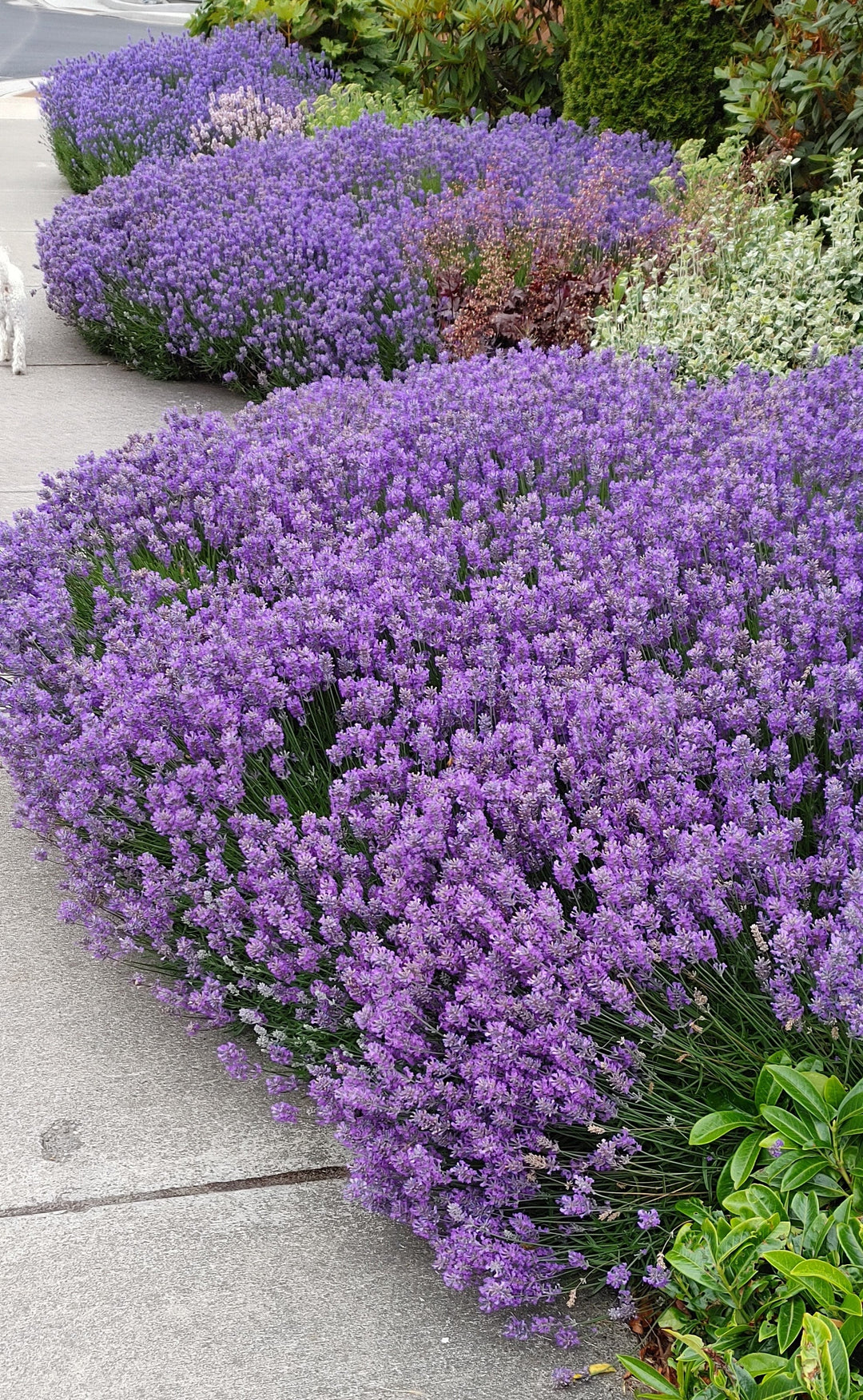Live Sensational Lavender Plant (Lavandula × intermedia)