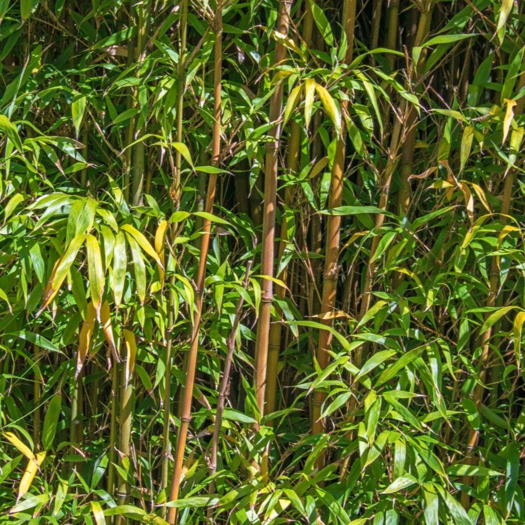 Alphonse Karr Bamboo