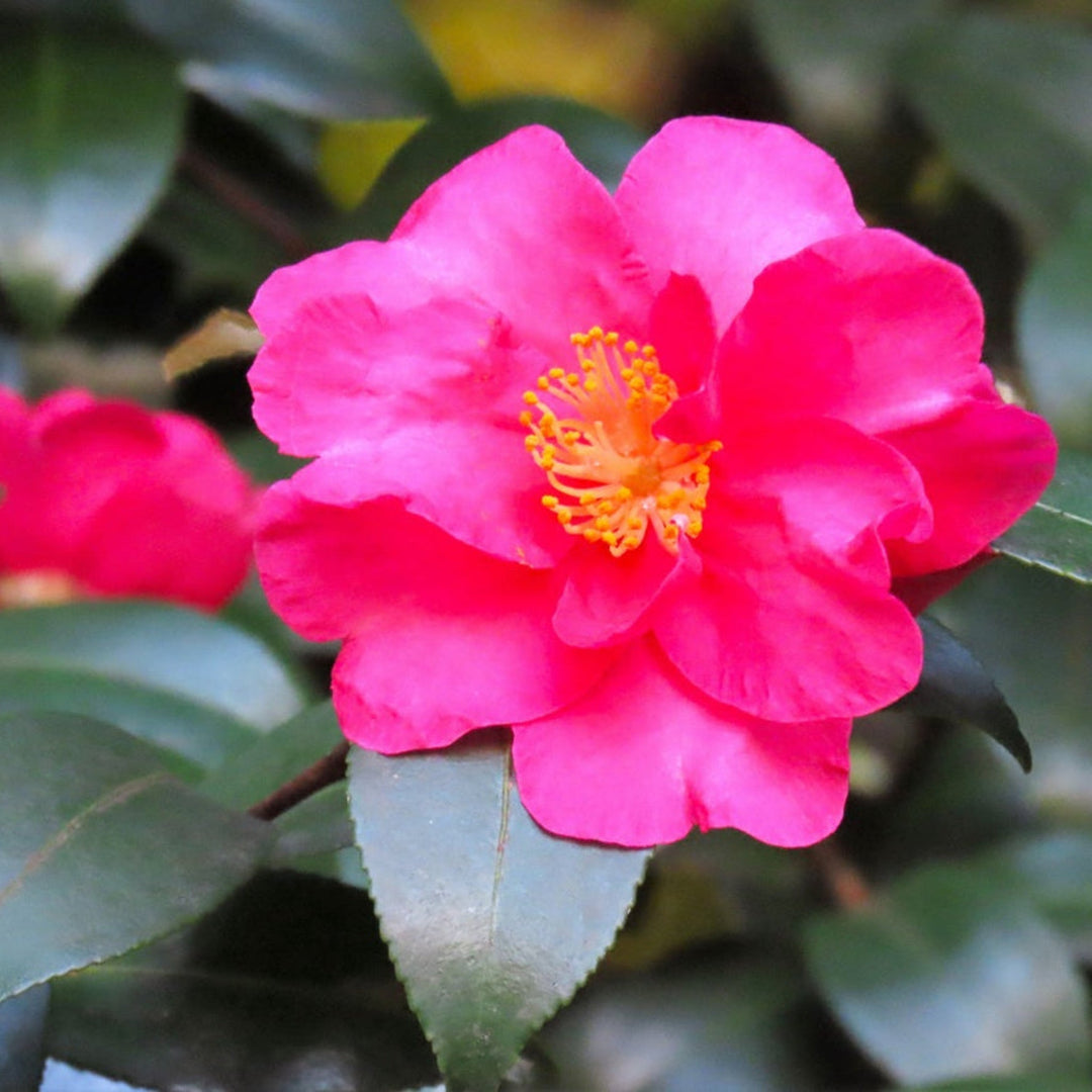 Shishi Gashira Camellia