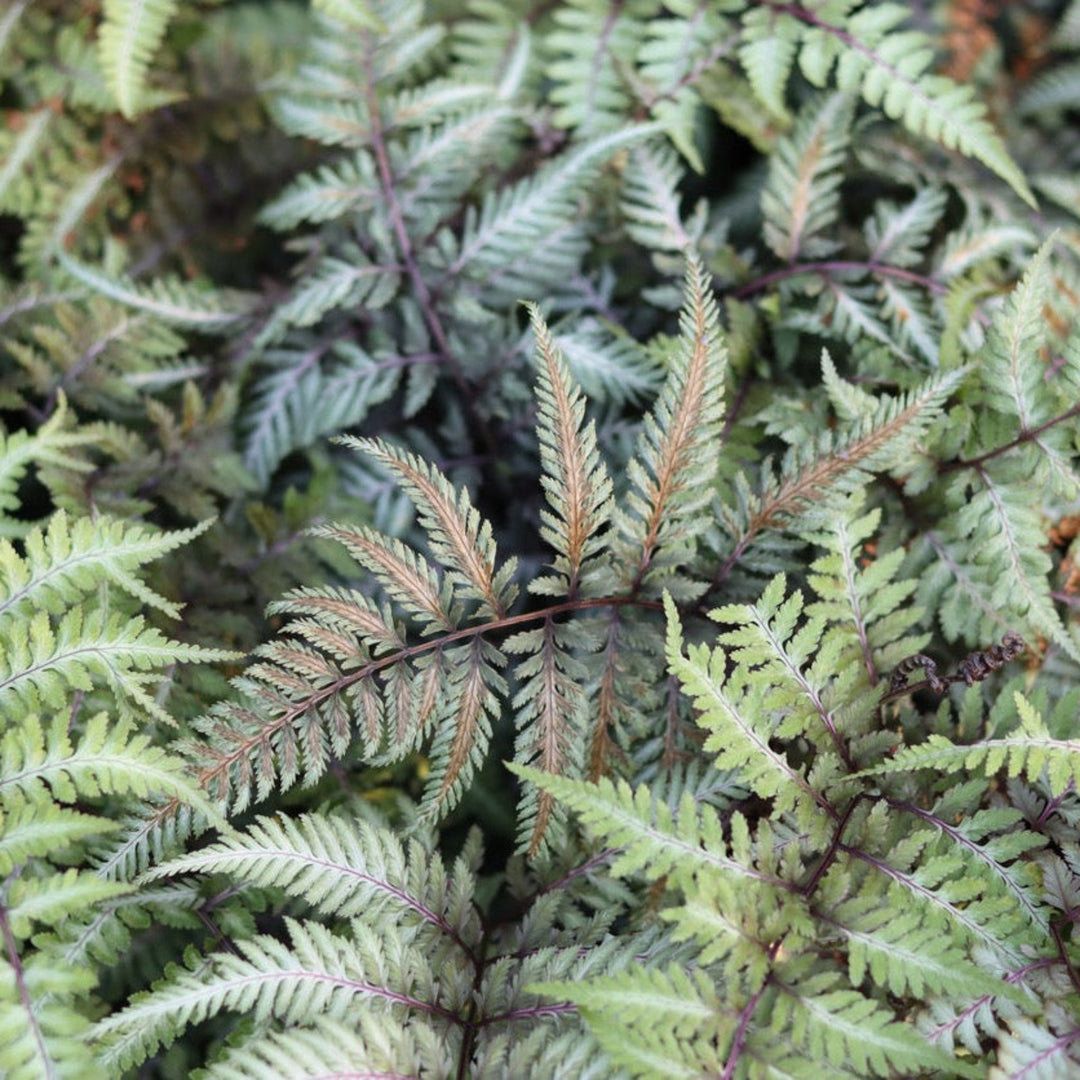 Japanese Painted Fern