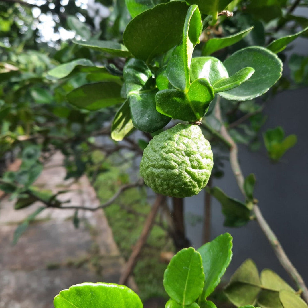 Kaffir Lime Tree