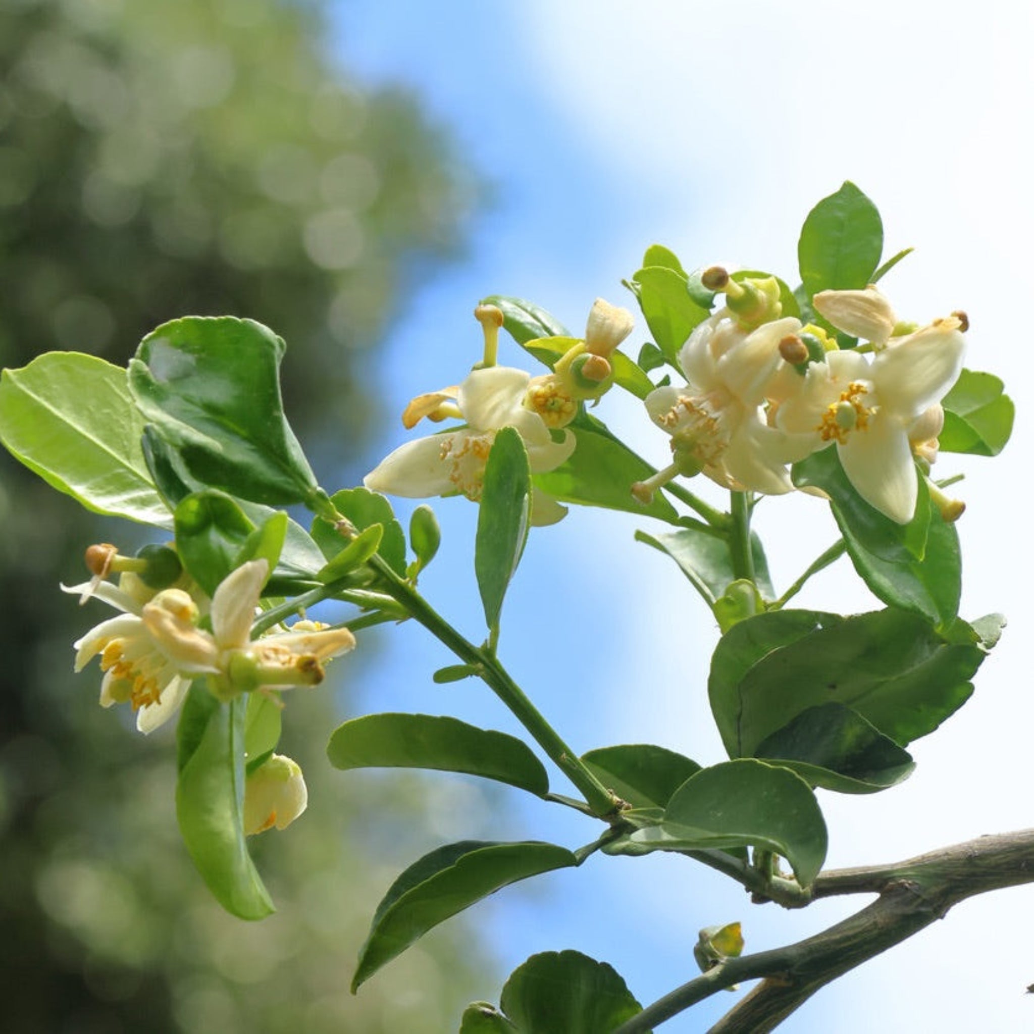 Kaffir Lime Tree (FL)