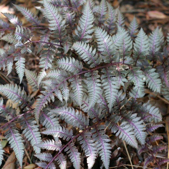 Japanese Painted Fern