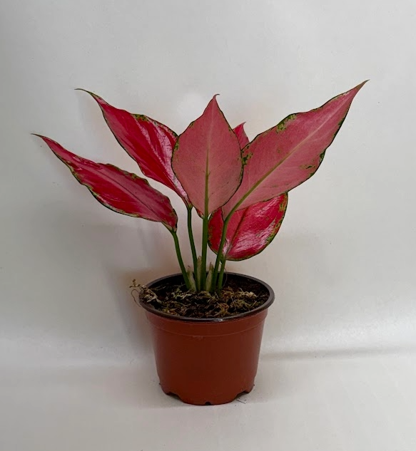 Chinese Evergreen &