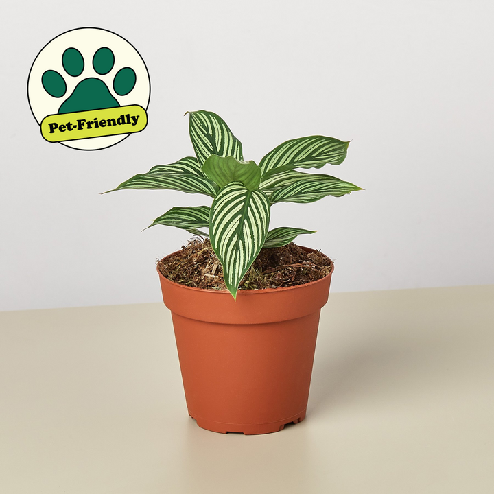 Calathea &
