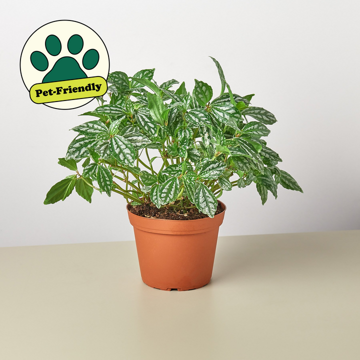 Pilea &