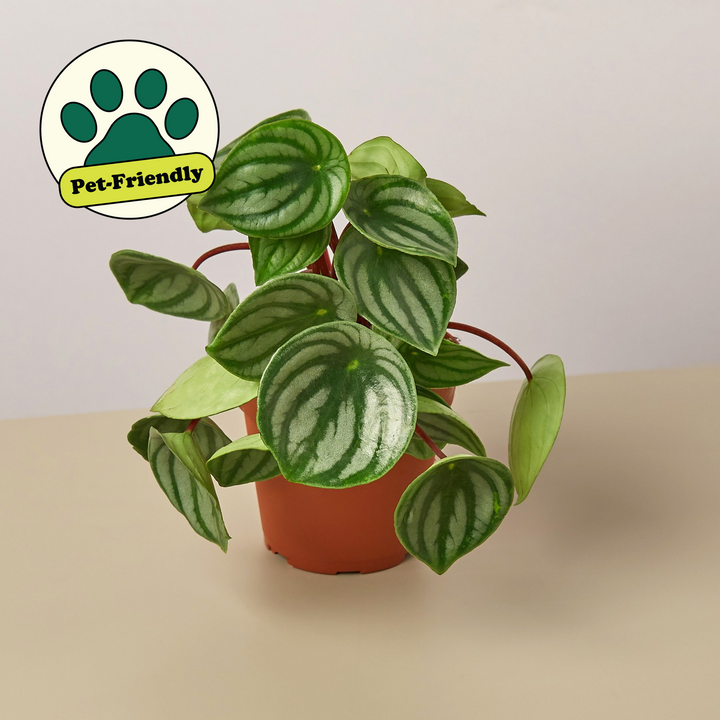 Peperomia &