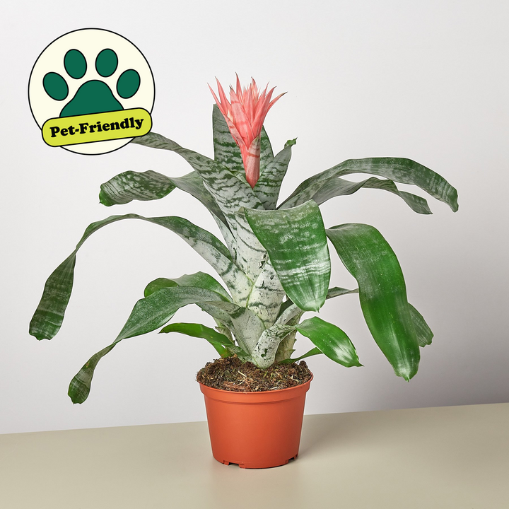 Bromeliad &