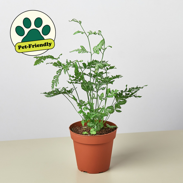 Fern &