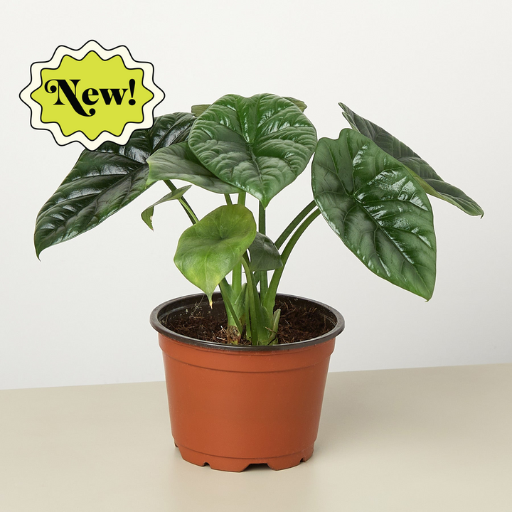 Alocasia &