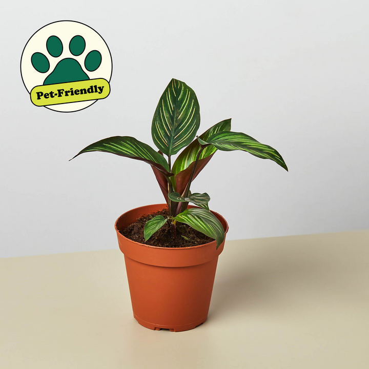 Calathea &