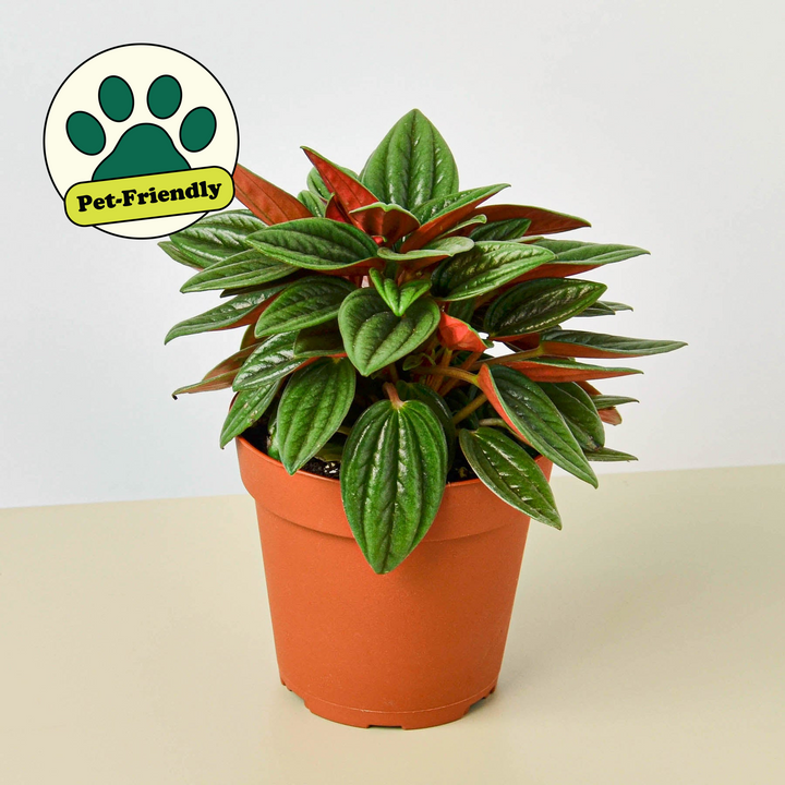 Peperomia &