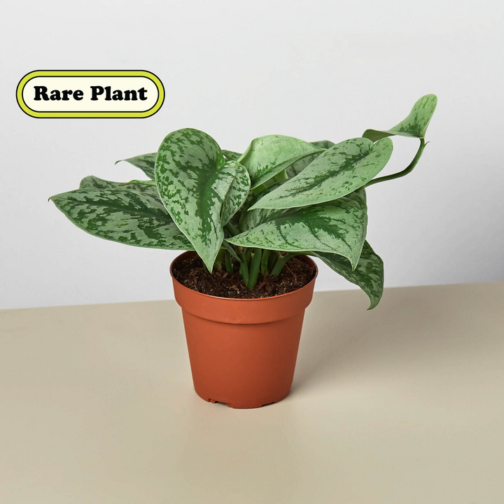 Pothos &