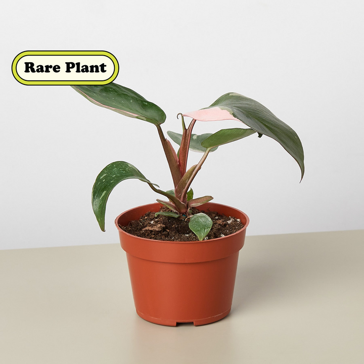 Philodendron &
