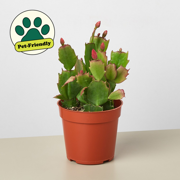 Zygocactus &