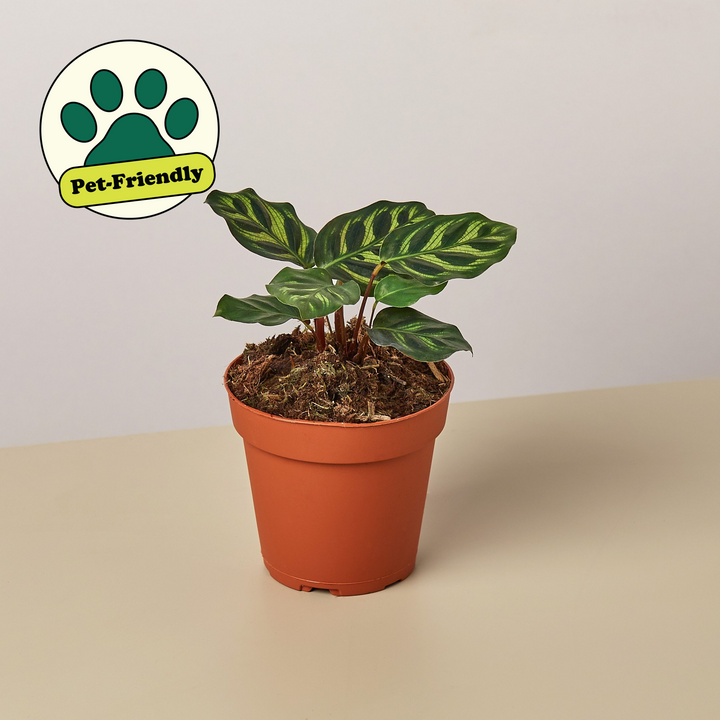 Calathea &