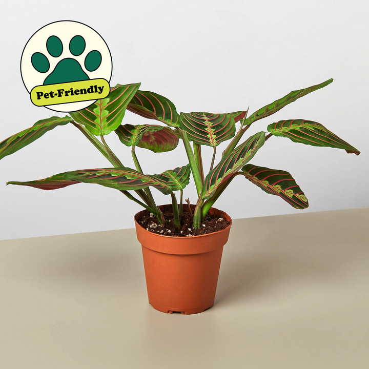 Maranta &