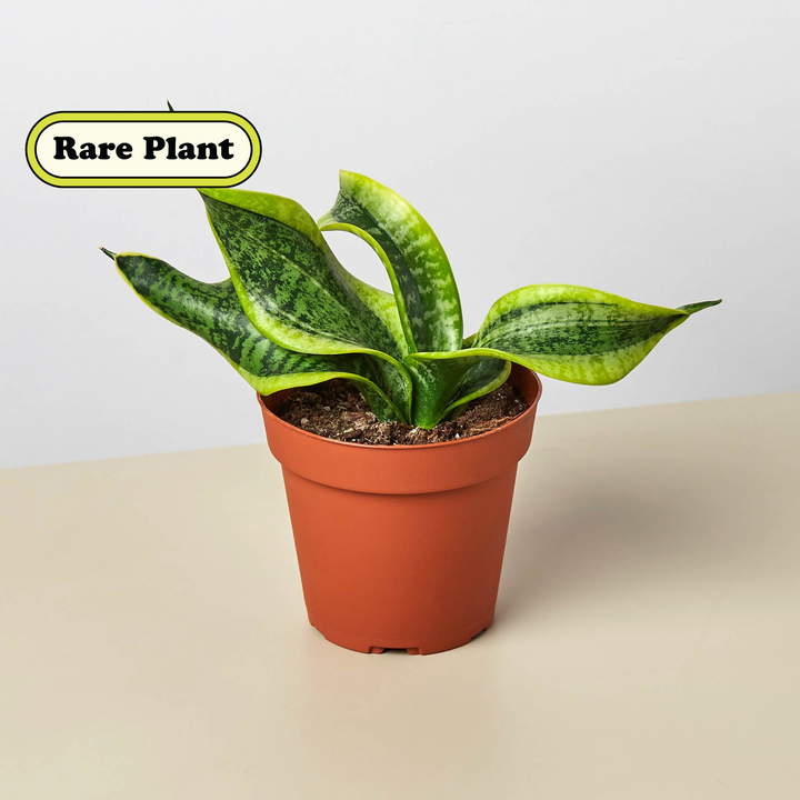 Snake Plant &