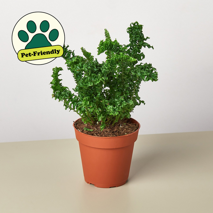 Fern &