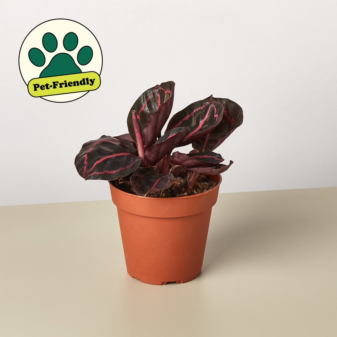 Calathea &
