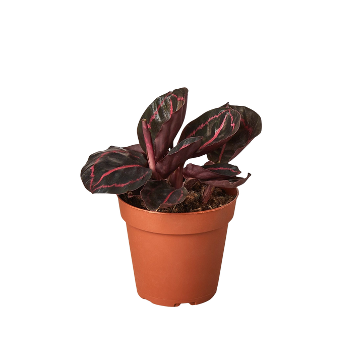 Calathea &