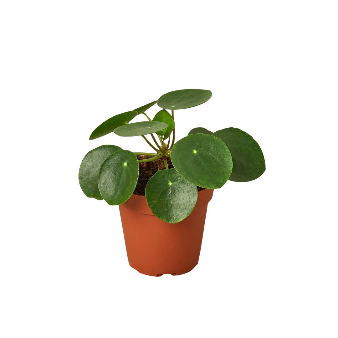 Pilea Peperomioides &
