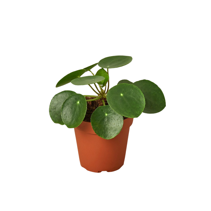 Pilea Peperomioides &