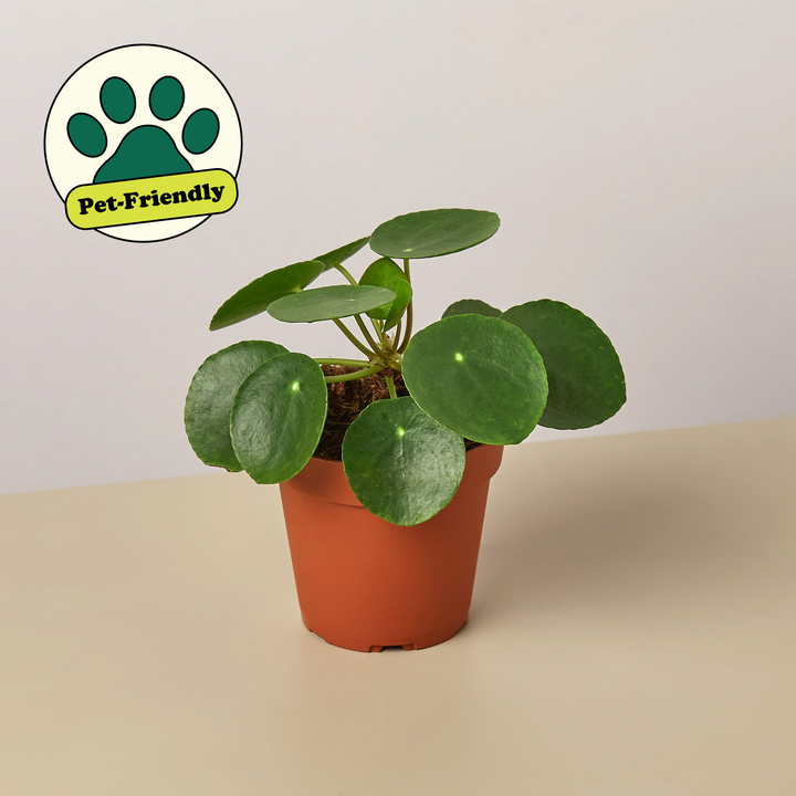 Pilea Peperomioides &