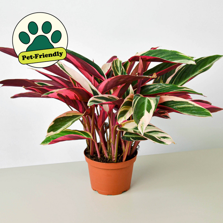 Stromanthe &