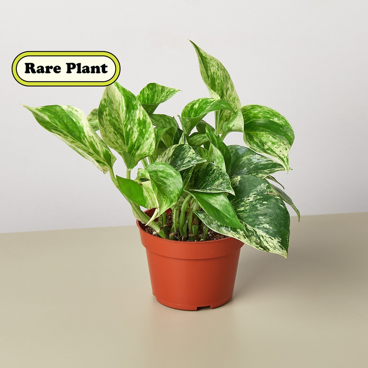 Pothos &