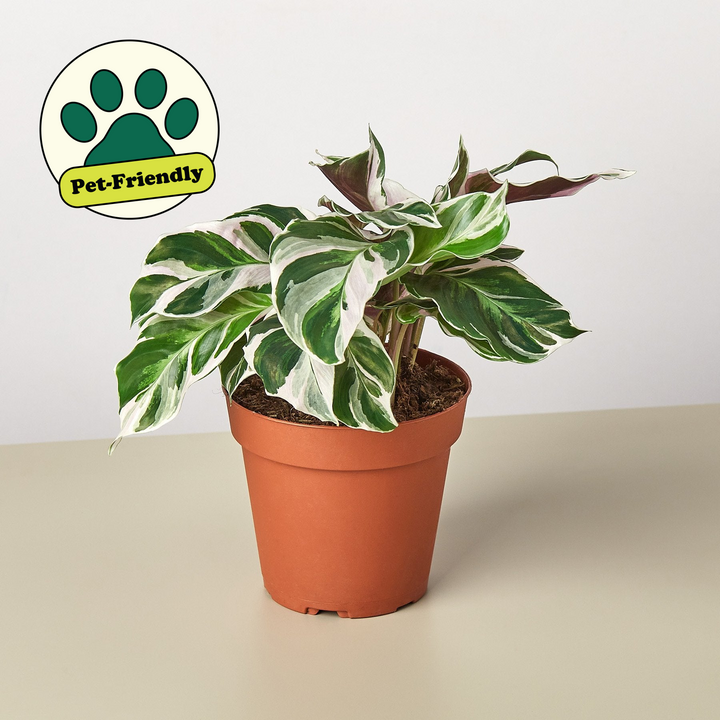 Calathea &