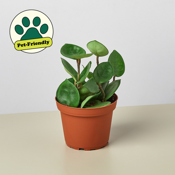 Hoya Carnosa &