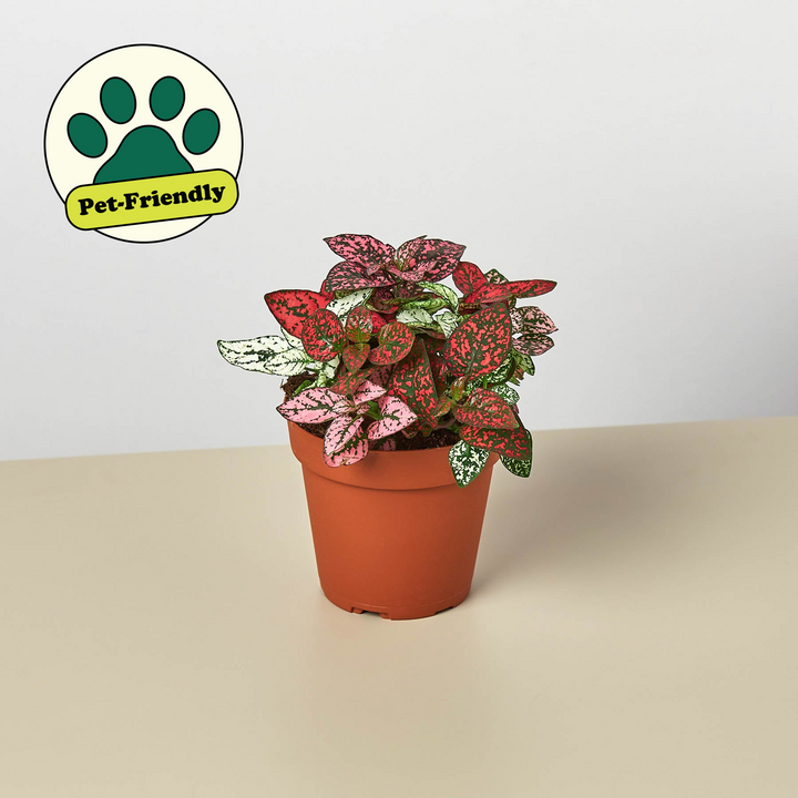 Hypoestes &