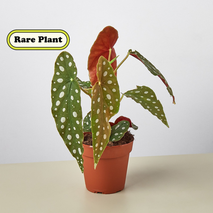 Begonia &