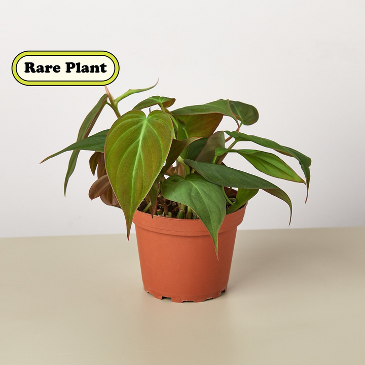Philodendron &