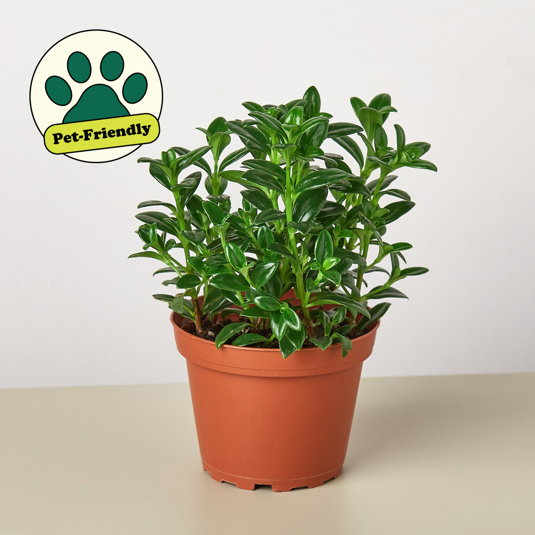 Nematanthus Candy Corn Plant &