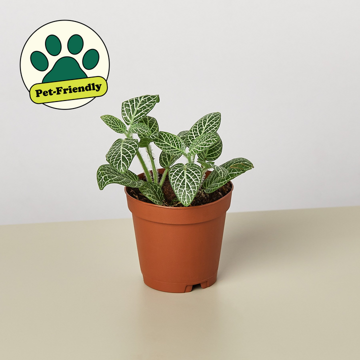 Fittonia &